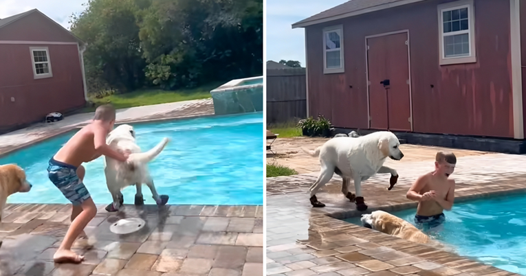 Labrador se na urnebesan način osvetio dječaku koji ga je gurnuo u bazen