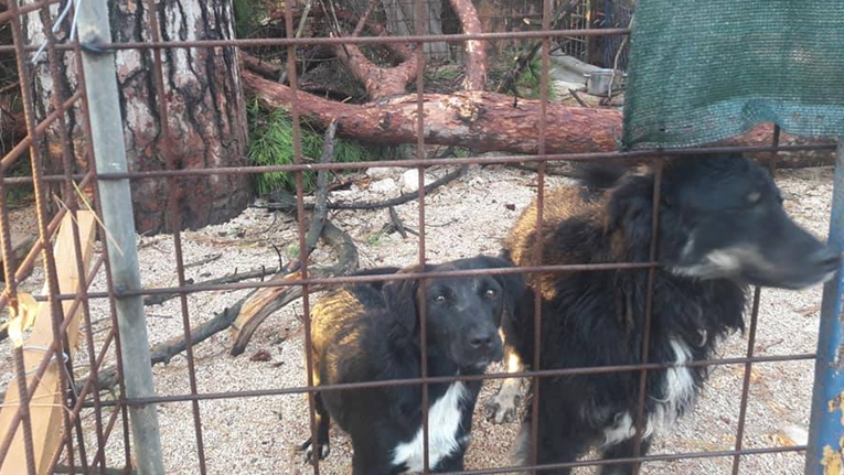 Zadarske volonterke traže obećanu pomoć: "Psi su u strahu, više ne možemo same"