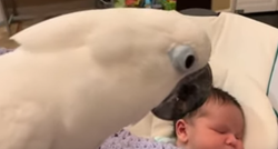 Papiga se prvi put susrela s bebom pa napravila nešto preslatko
