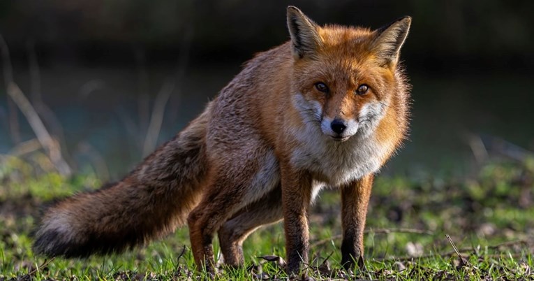 Lisac koji je lutao zagrebačkim kvartom u jako lošem stanju uspješno se oporavio