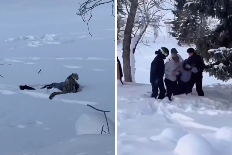 FOTO Prišao snježnom leopardu u Kini. Životinja ga napala