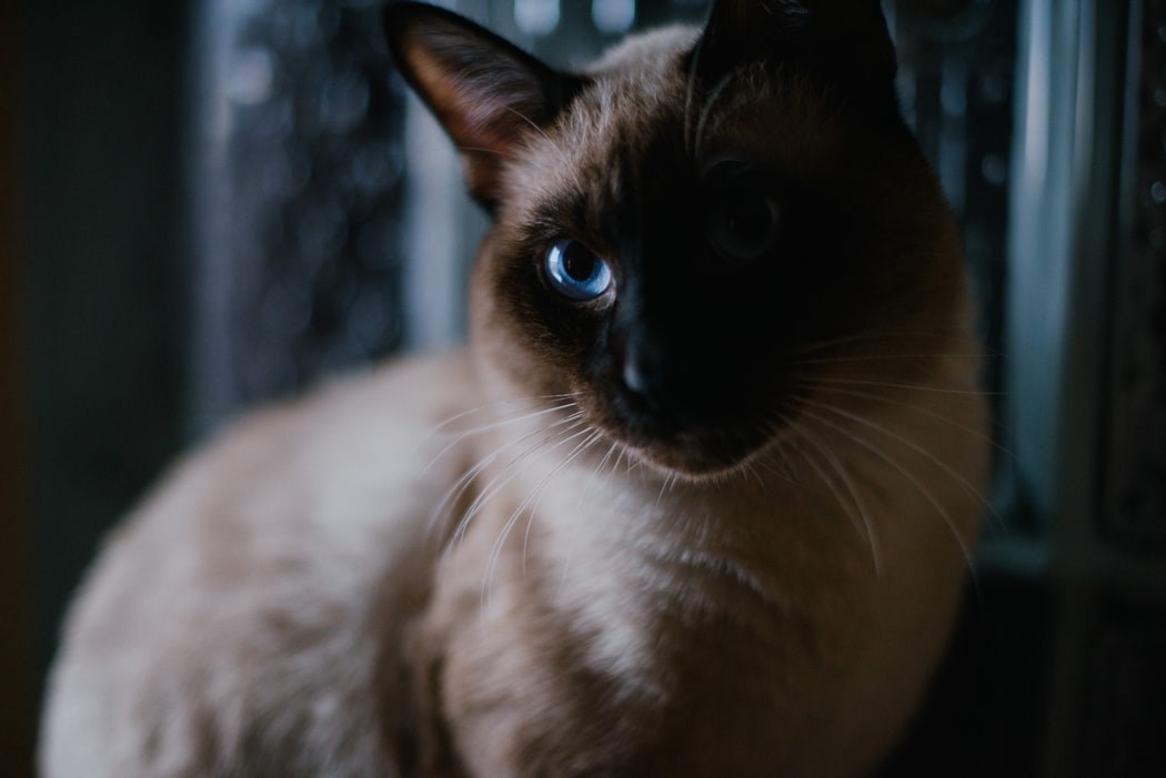 Kasnile su na posao danima, a onda su shvatile da je za sve kriv mačak