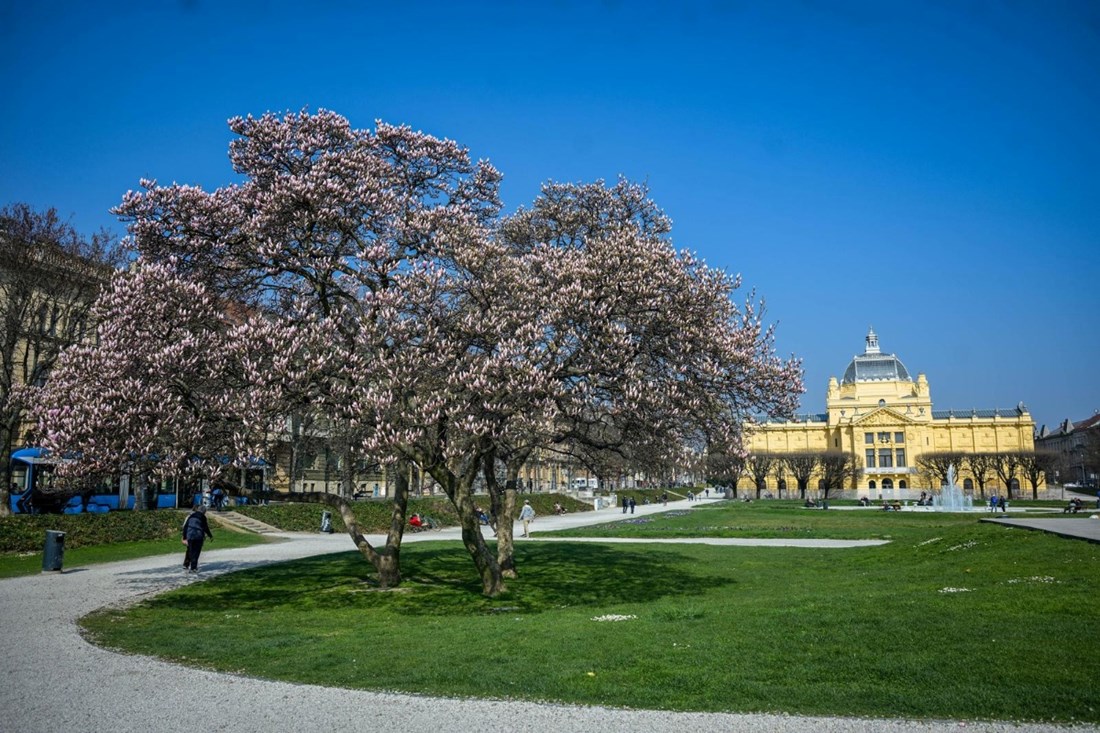 FOTO Procvjetala magnolija na zagrebačkom Tomislavcu