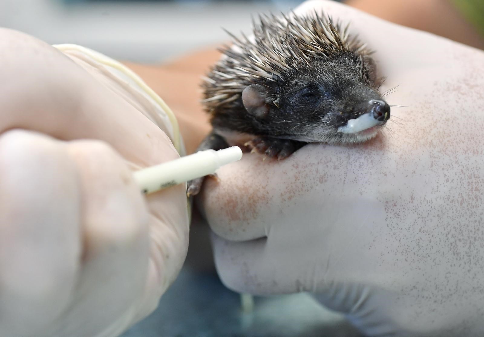 Ježići iz Dubrave kojima je uginula mama oporavljaju se u veterinarskoj ambulanti