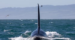 Kako žive kitovi ubojice? Ženke se osamostaljuju, sinovi ostaju ovisni o majkama