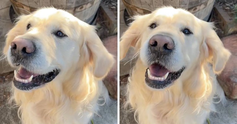 Dirljiva snimka: Slijepi zlatni retriver traži glas svoje vlasnice