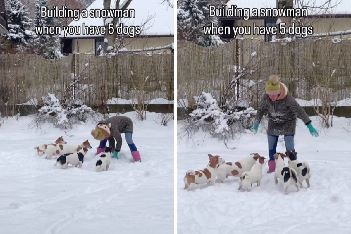 Vlasnica pokušala napraviti snjegovića, no njenih 5 pasa imalo je druge planove