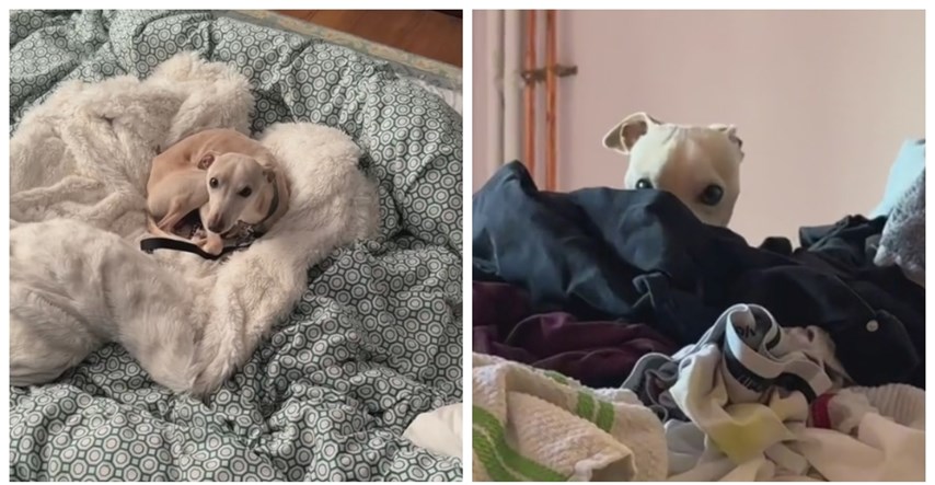 VIDEO Vlasnica ignorira svog udomljenog psa zbog ovog dirljivog razloga