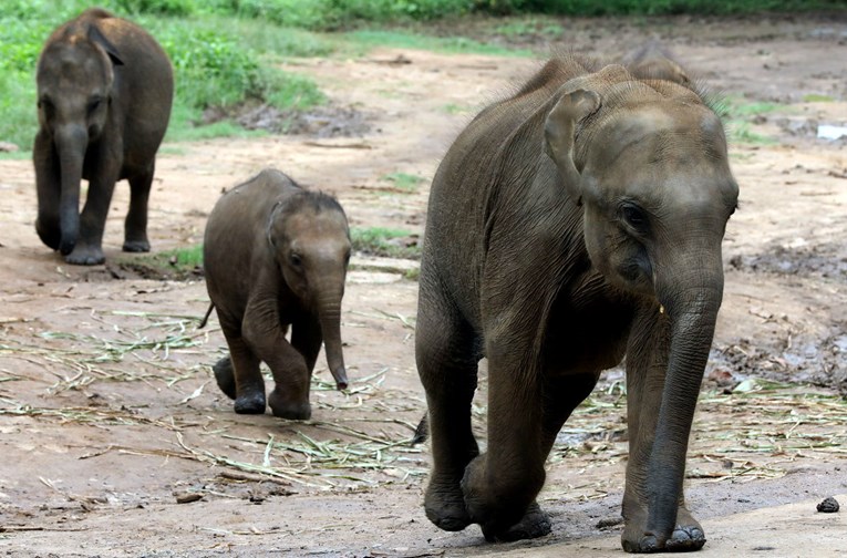 Slonovi u Zimbabveu umiru od suše i gladi