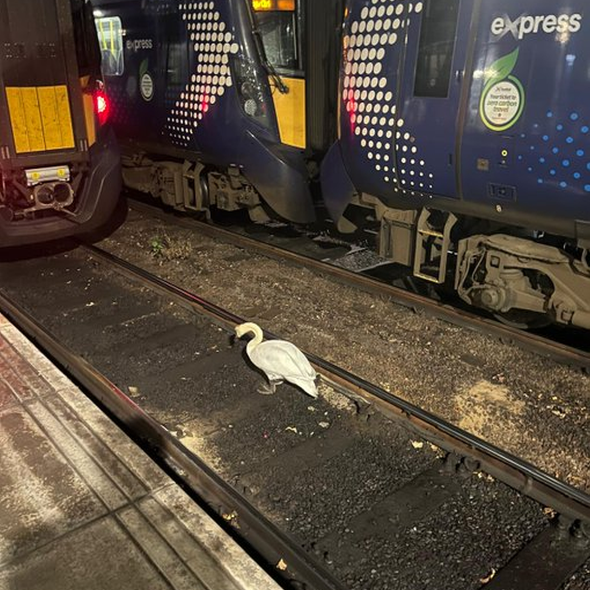 Labud na nekoliko sati poremetio željeznički promet u Škotskoj