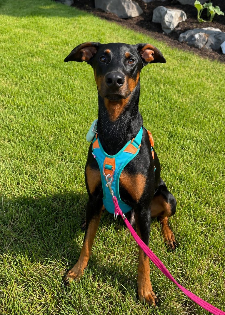 Doberman se godinama bojao vode, a onda je iznenadio vlasnicu 🥰