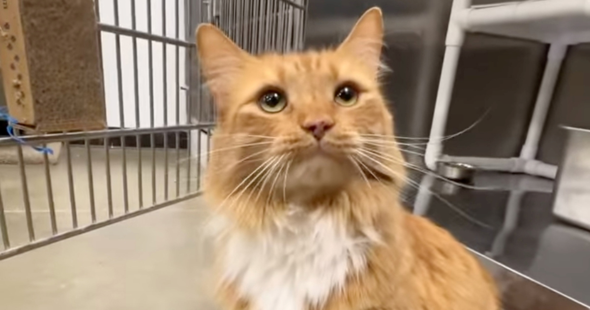 Vratili su mačka u sklonište nakon pet godina. Njegova priča slama srce
