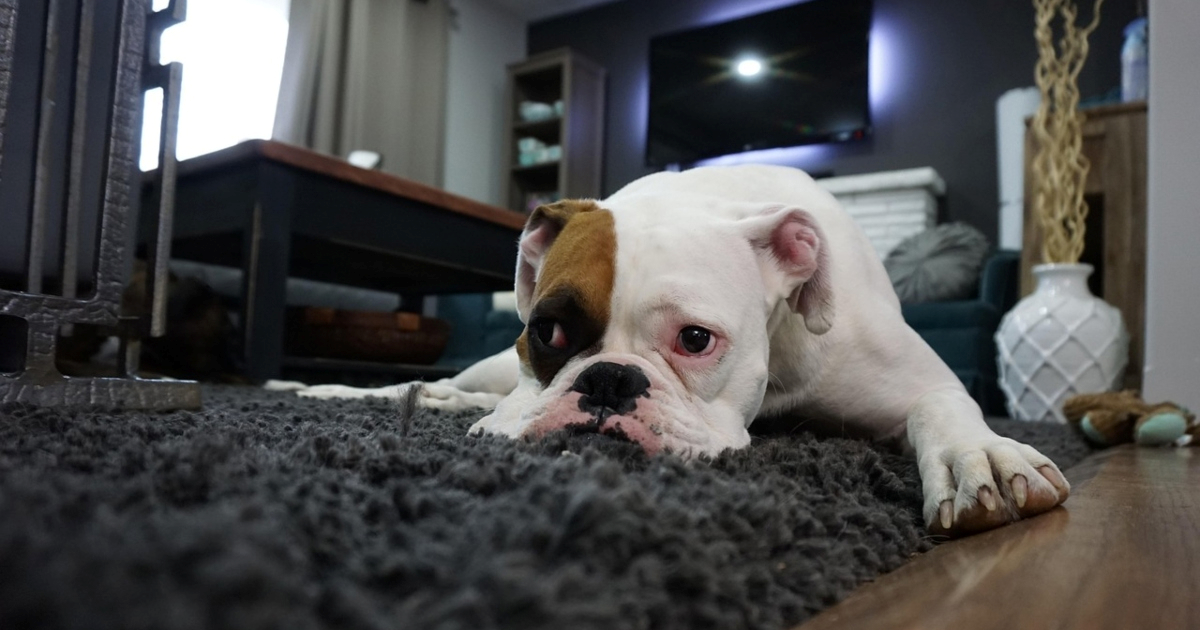 Veterinarka otkrila šest znakova zimske depresije kod pasa