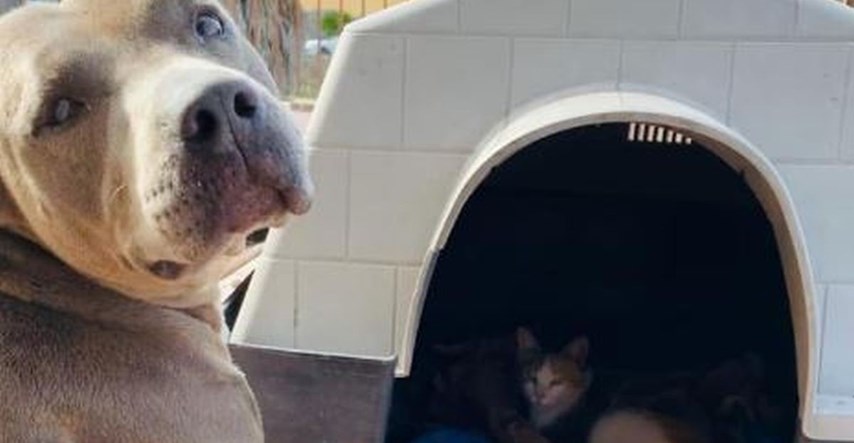Pas pozvao mačku lutalicu da živi s njim u kućici, imao je dobar razlog
