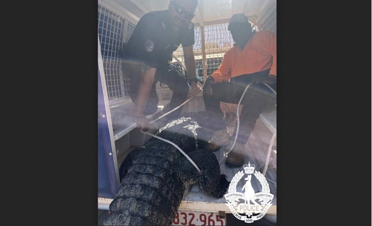 Krokodil terorizirao australski grad. Mještani ga skuhali i pojeli: "Imali smo gozbu"
