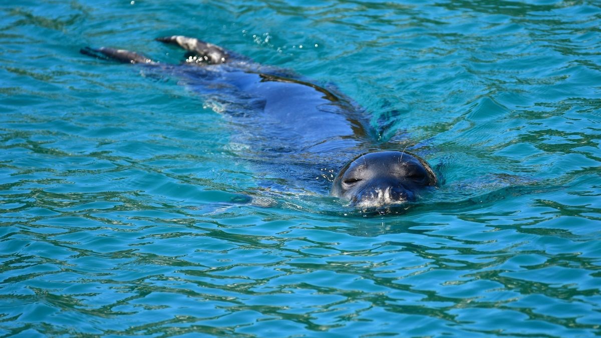 Turisti ugrožavaju sredozemne medvjedice u Grčkoj. "Zaštićene su samo na papiru"