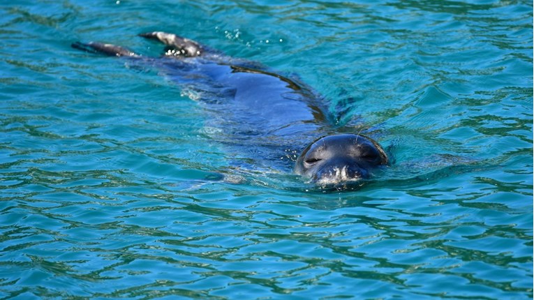 Sredozemne medvjedice u Grčkoj skrivaju se od turista. "Mladunci se uspaniče i pobjegnu"