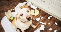 4 načina na koje potičete loše ponašanje svog psa