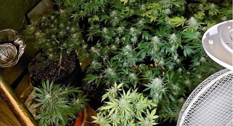 VIDEO Policija u stanu u Puli otkrila laboratorij za uzgoj marihuane