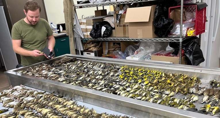 Više od 1000 ptica stradalo u jednoj noći nakon zalijetanja u istu zgradu u Chicagu