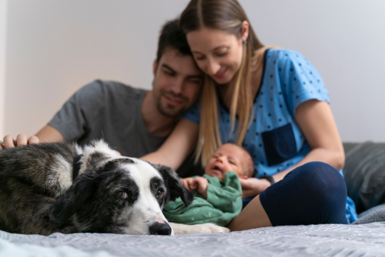 Kako priviknuti psa na novog člana obitelji?