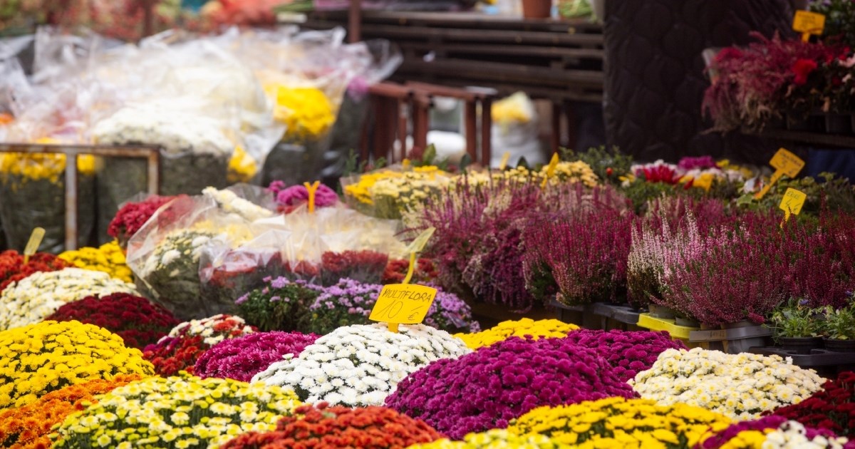 Bliže se Svi sveti: Pogledajte ponudu i cijene u trgovinama i na tržnicama