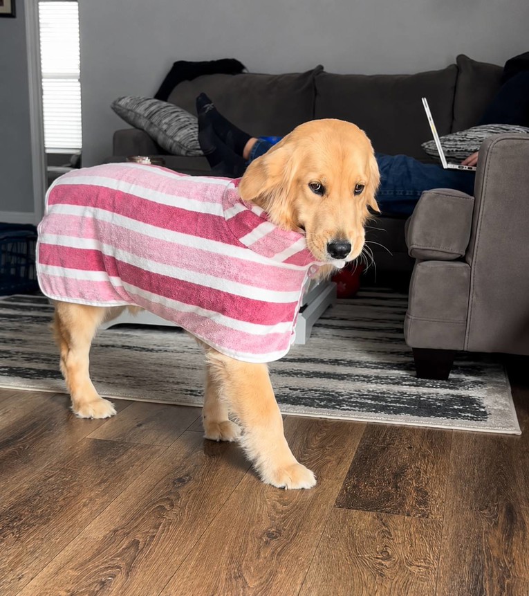 Zlatna retriverica dobila novi ogrtač pa održala modnu reviju po kući 🤩