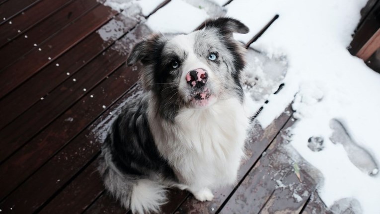 Na što trebaju paziti vlasnici pasa zimi?
