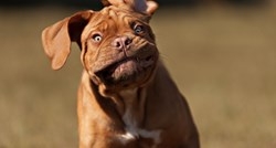 Ove smiješne i slatke fotke pasa najbolje su rješenje za stres i tugu