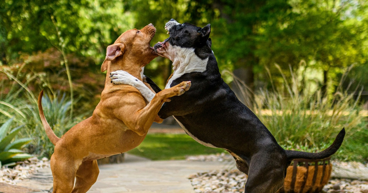 Kako sigurno zaustaviti tučnjavu pasa?