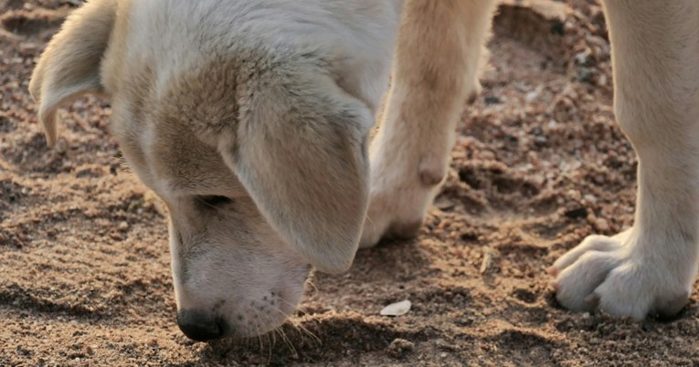 Zašto psi jedu zemlju? Veterinar otkriva moguće uzroke
