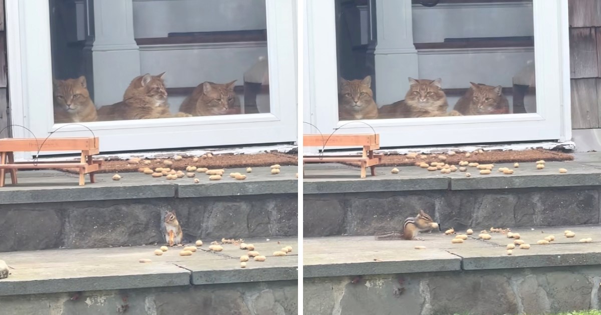 Njihov omiljeni ritual: Tri mačka obožavaju promatrati vjeverice, prizor je presladak