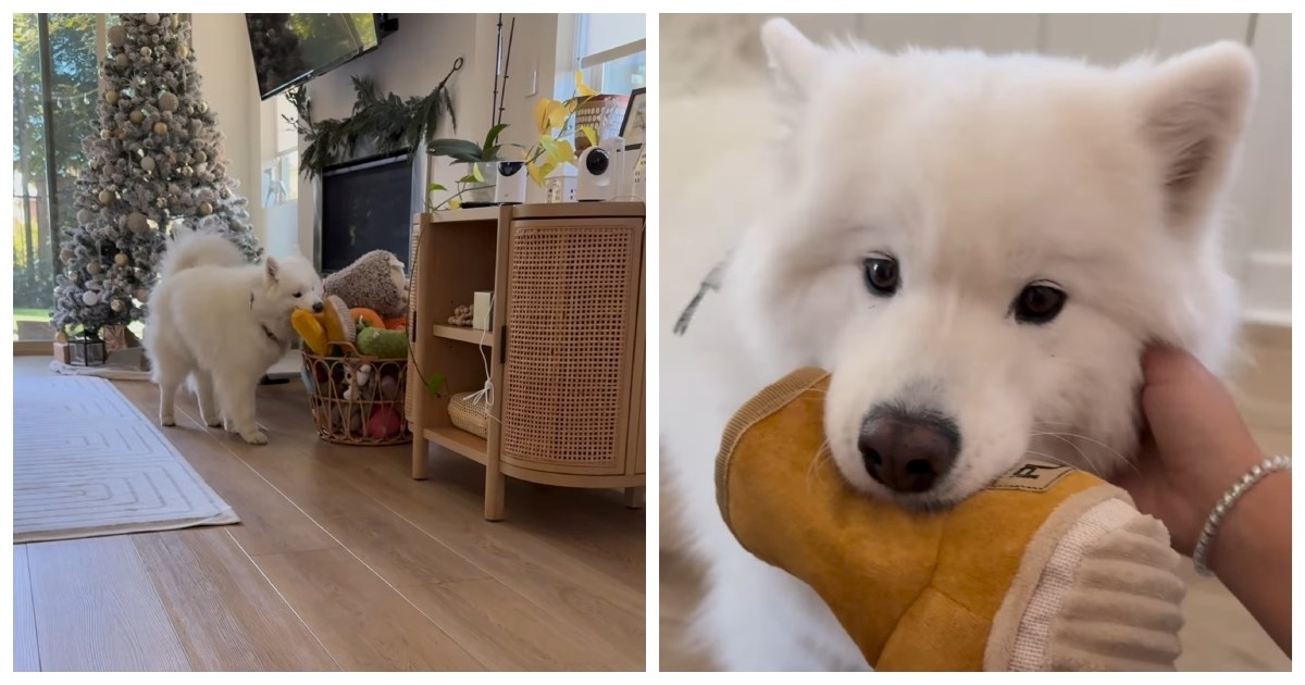 Pogledajte kako ova kujica samojeda dočekuje svoju vlasnicu, video je hit
