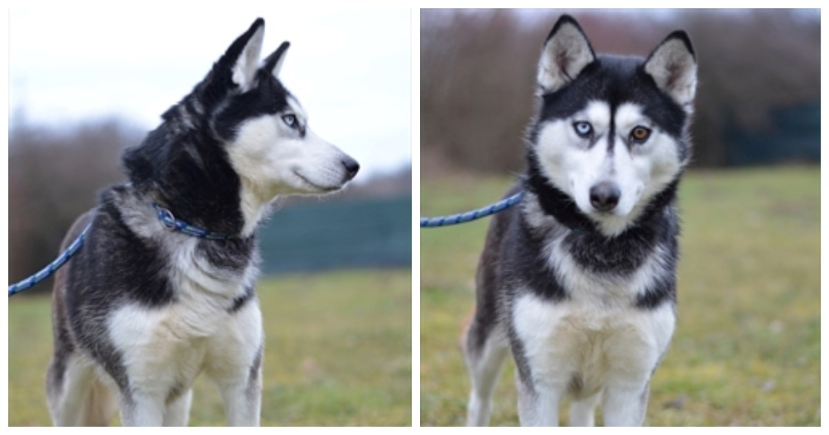 Trudy traži dom. Posebno bi voljela kad bi to moglo biti uz potok jer obožava vodu