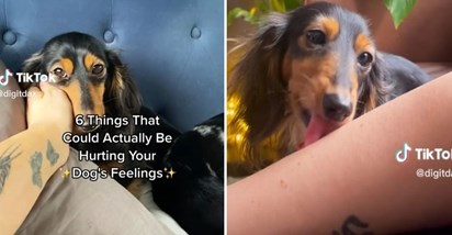 Ako radite ovih šest stvari, možete nesvjesno povrijediti osjećaje svog psa