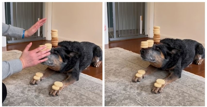 Ovaj pas uspješno balansira s 24 kolačića, pogledajte nevjerojatni video