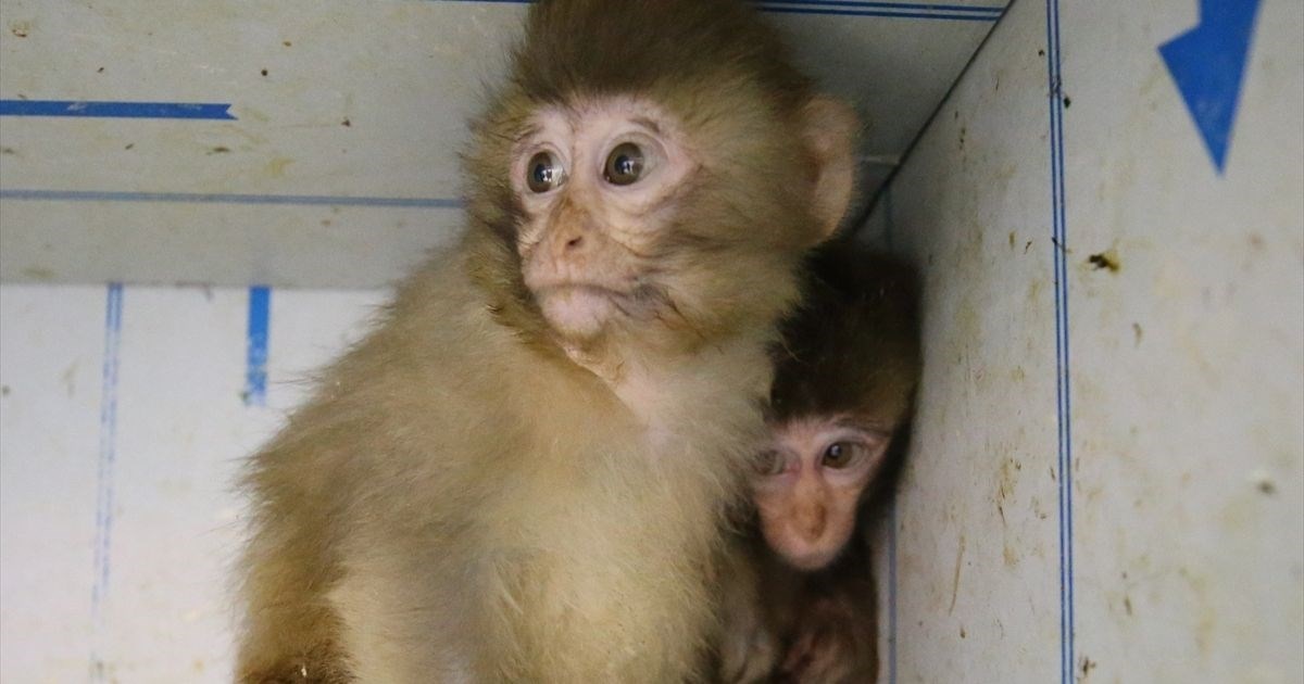FOTO U Tursku pokušao prokrijumčariti mladunčad majmuna