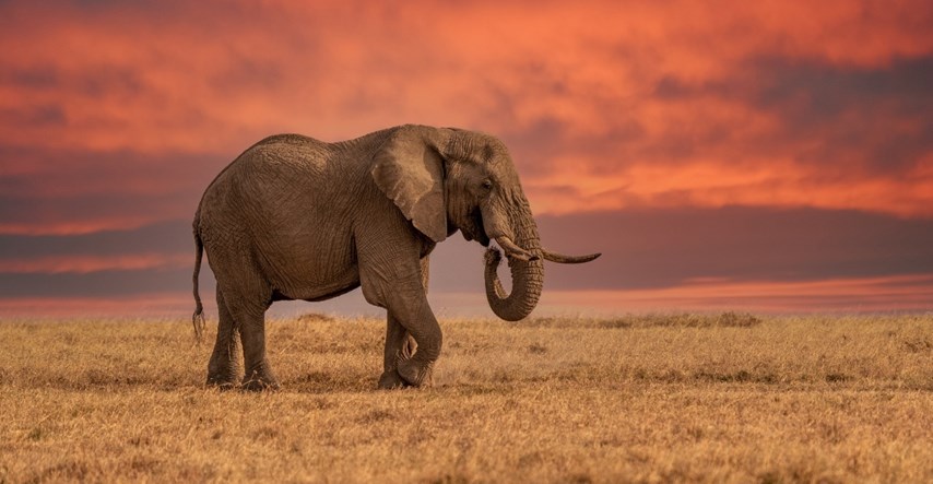 Uginula je poznata kenijska slonica. Vjerovalo se da je najveća ženka slona u Africi