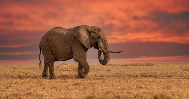 Uginula je poznata kenijska slonica. Vjerovalo se da je najveća ženka slona u Africi