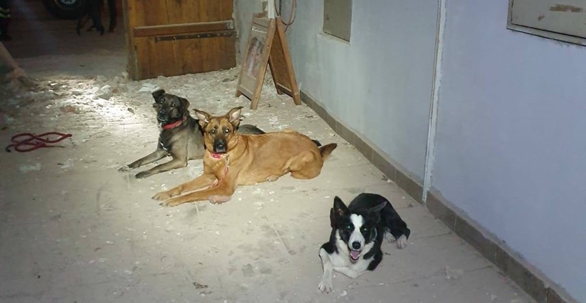 Ovo su psi iz spasilačkih timova koji pomažu u lociranju ljudi u ruševinama