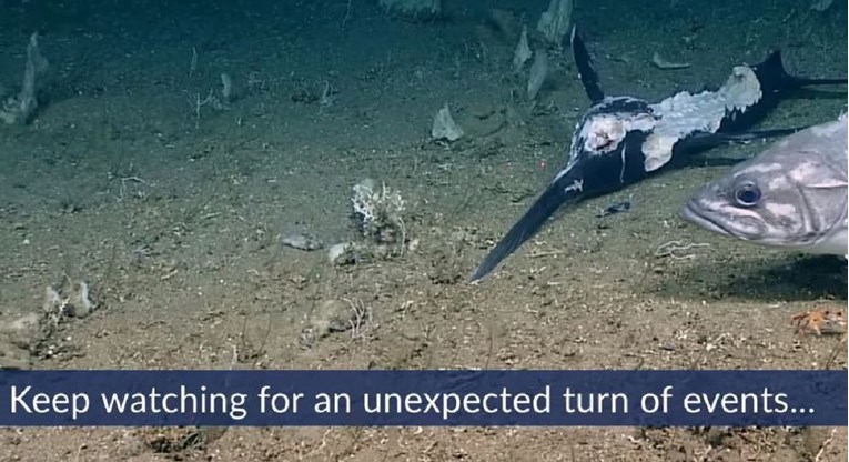 Snimka morskih pasa koji se hrane na lešu postala hit zbog neočekivanog obrata