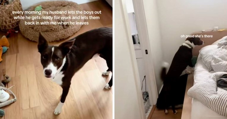 Pas je osvojio srca gledatelja zbog zanimljive jutarnje rutine