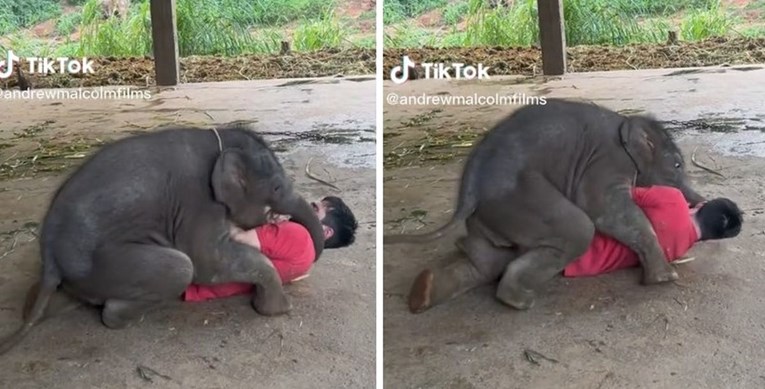VIDEO Muškarac i beba slonica uživali u zajedničkoj igri, prizor je presladak