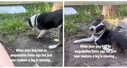 Pas shvatio da nema nogu pet mjeseci nakon što mu je amputirana