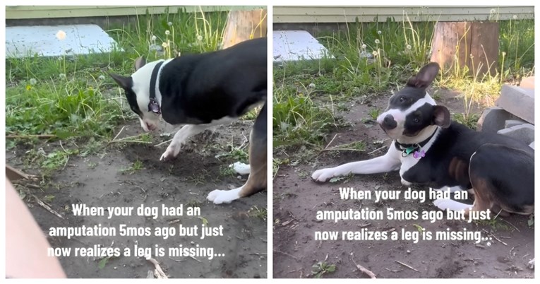 Pas shvatio da nema nogu pet mjeseci nakon što mu je amputirana