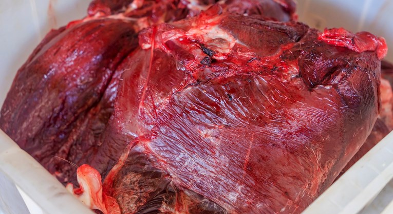 Pitali smo liječnicu koliko je opasno konzumirati meso medvjeda, evo što kaže
