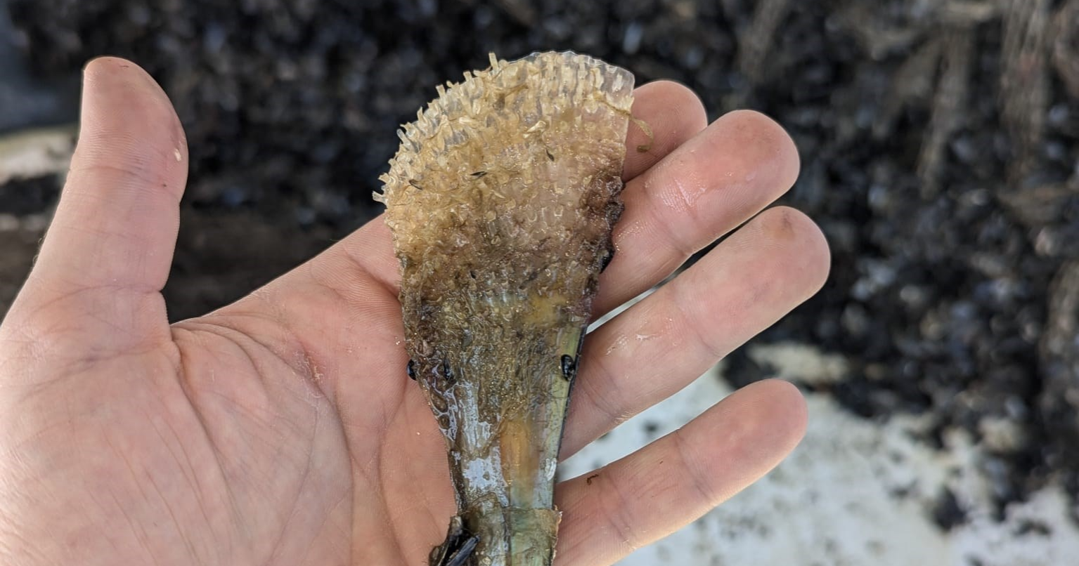 Kod otoka Zečevo pronađena živa periska. "Ovo je iznimno važno"