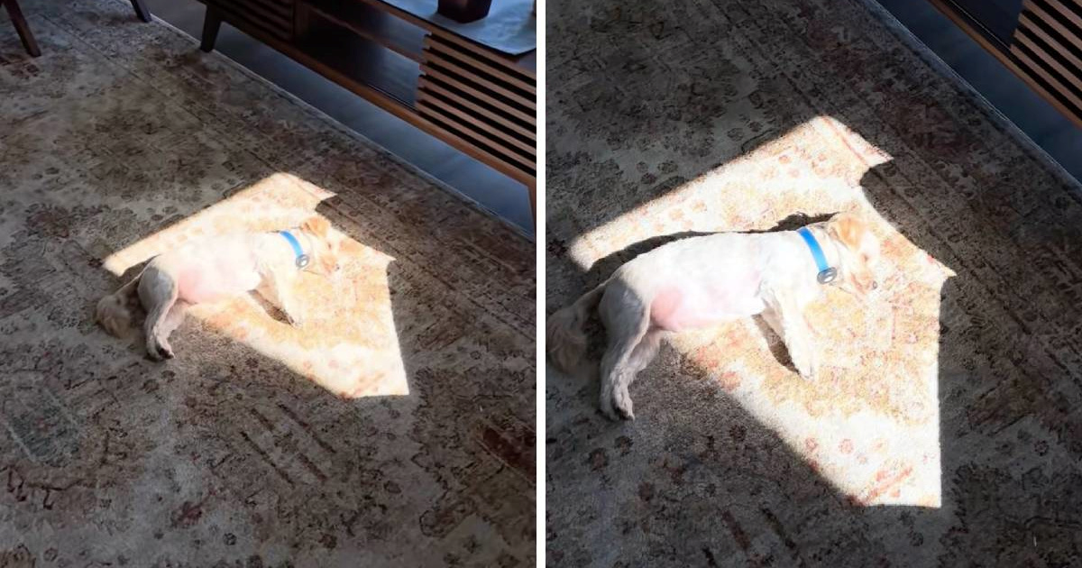 Maleni maltezer ima preslatku naviku, pogledajte njegov urnebesan ritual