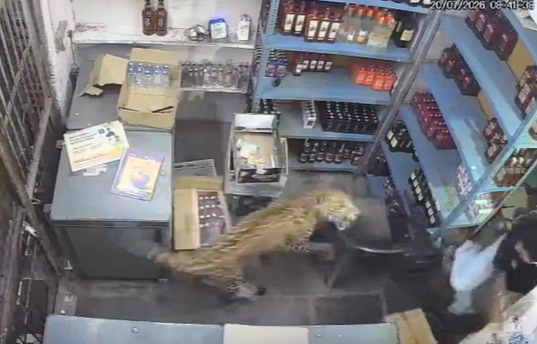 VIDEO Prodavač u Indiji pobjegao leopardu. Zaključao ga u trgovini