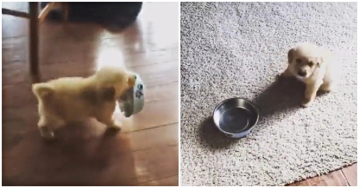 VIDEO Ljude oduševilo na koji način ovaj psić traži hranu od svog vlasnika